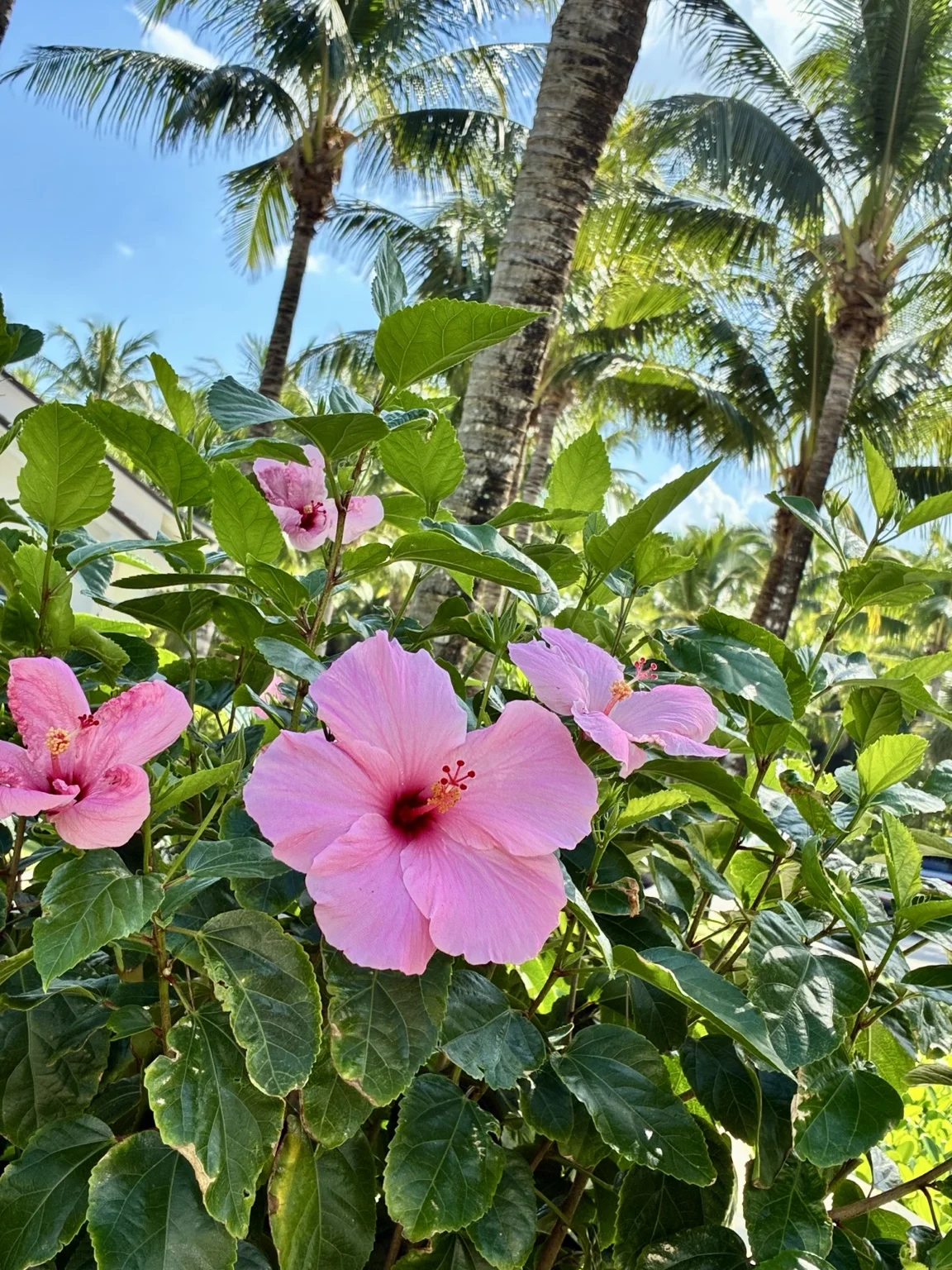 Pink hibiscus blooms beneath sunlit palm trees and a bright blue sky